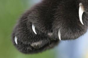 Cat-Paw1