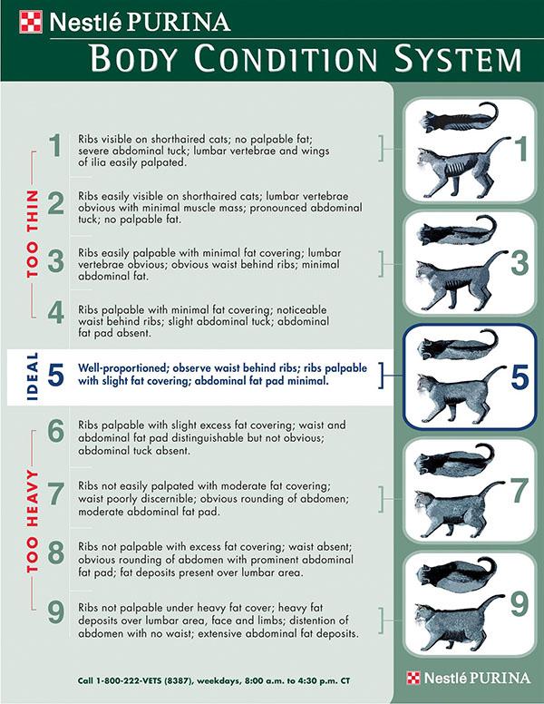 body-condition-3