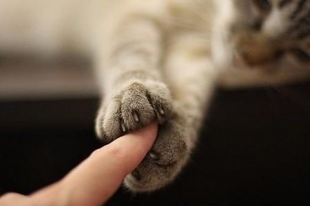 fingers-and-paws