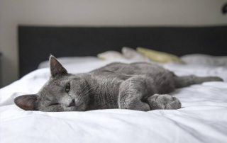 A Grey Cat lying ona bed