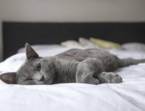 Dealing With Feline Diabetes Mellitus: Causes, Symptoms, and Treatment Options