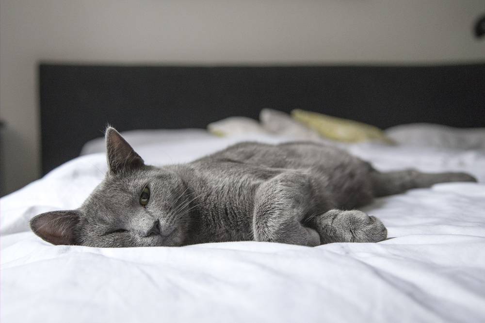 A Grey Cat lying ona bed