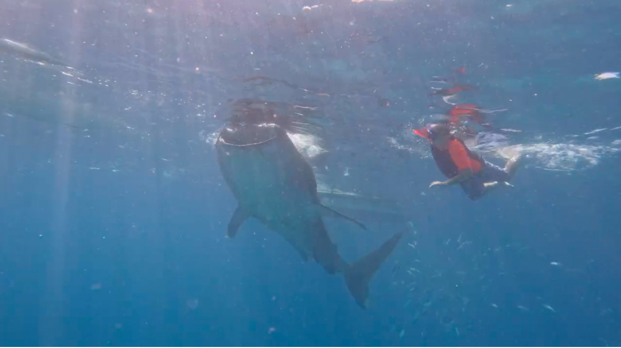 Whale-shark