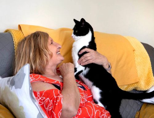 Zebby – The Amazing Story of the UK Cat of the Year!