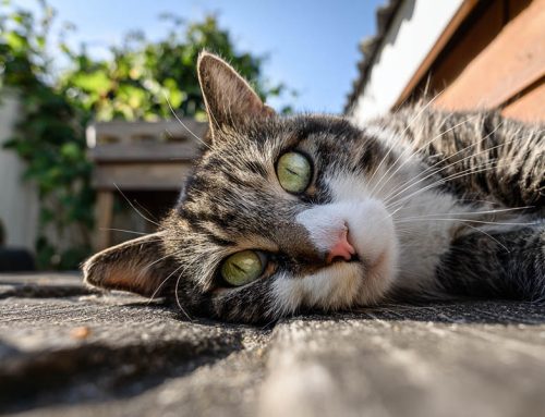 Essential Summer Grooming Guide for Long-Haired Cats